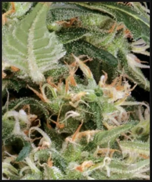Arjan's Ultra Haze 1 — imagen 2