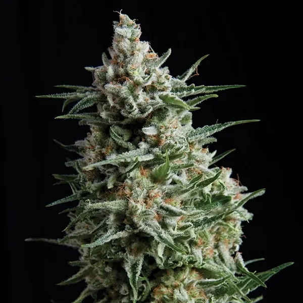 Auto Anesthesia — imagen 3