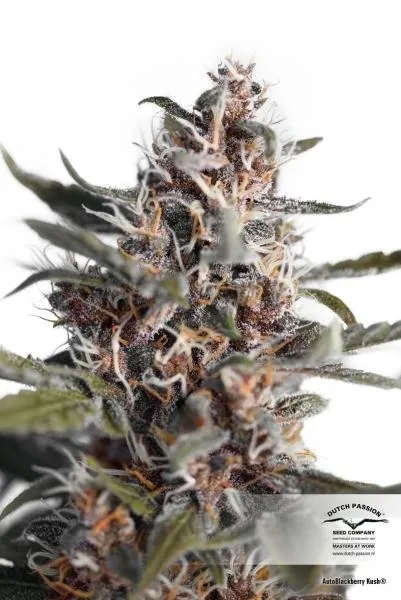 Auto Blackberry Kush — imagen 2