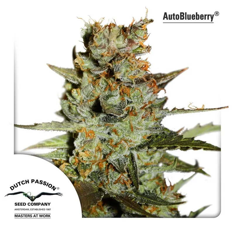 Auto Blueberry