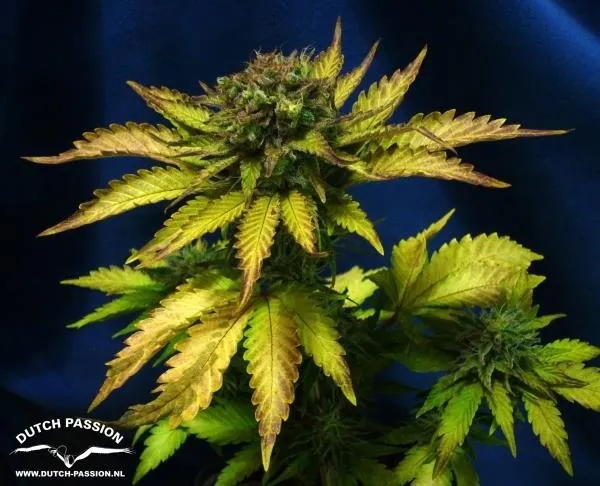 Auto Blueberry — imagen 2