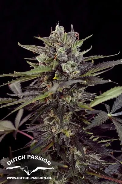 Auto Blueberry — imagen 3