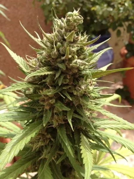 Auto Blueberry — imagen 4