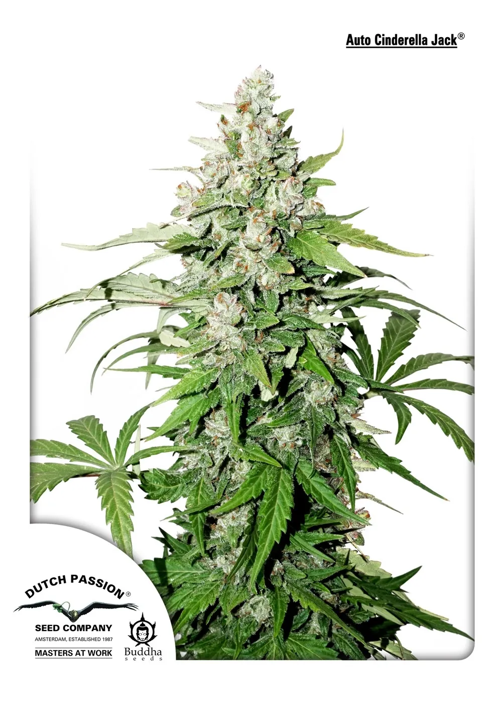 Auto Cinderella Jack — imagen 2