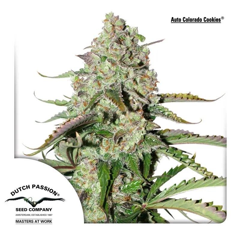 Auto Colorado Cookies