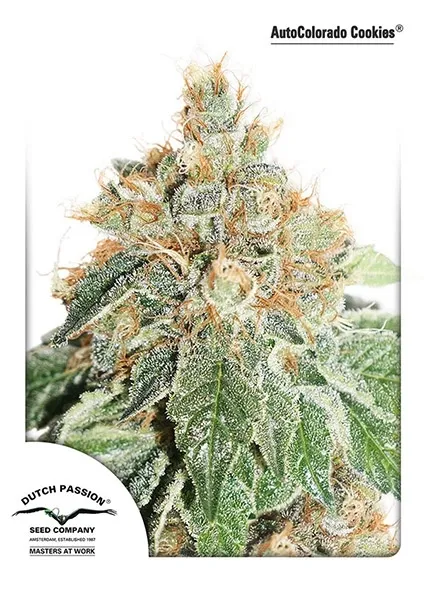 Auto Colorado Cookies — imagen 2