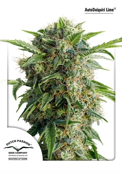 Auto Daiquiri Lime — imagen 2