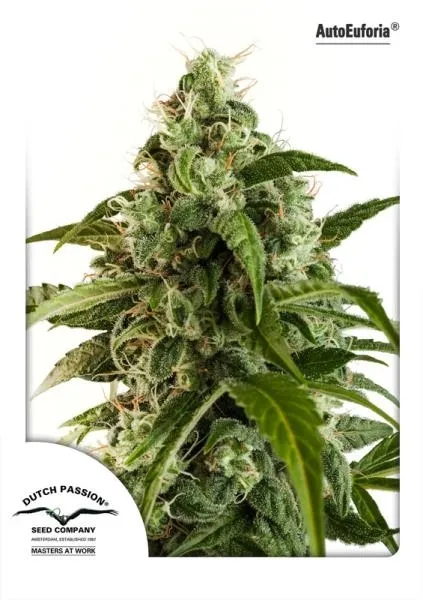 Auto Euforia — imagen 2