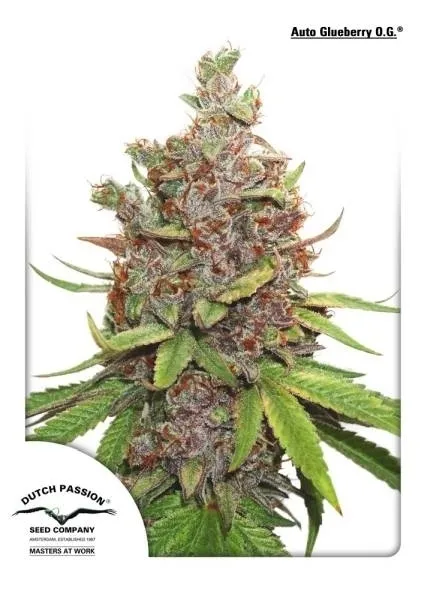 Auto Glueberry OG — imagen 2