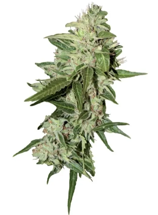 Auto Mazar — imagen 2