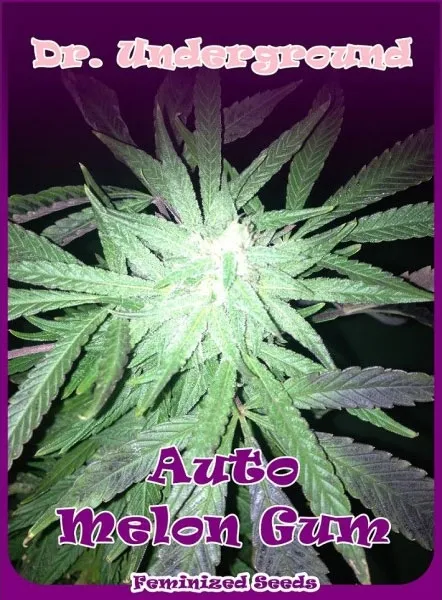 Auto Melon Gum — imagen 2
