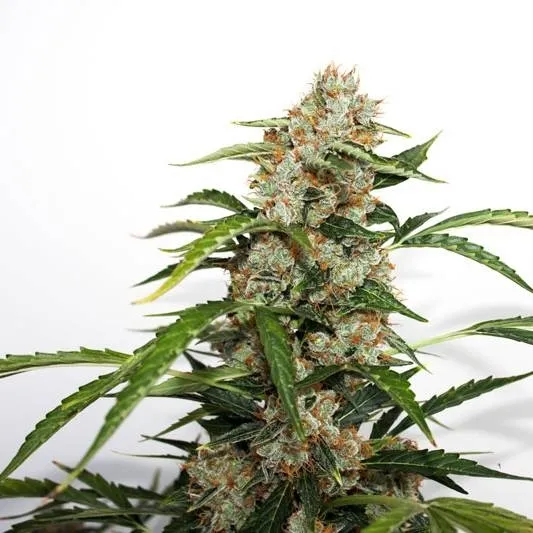Auto Orange Bud — imagen 2