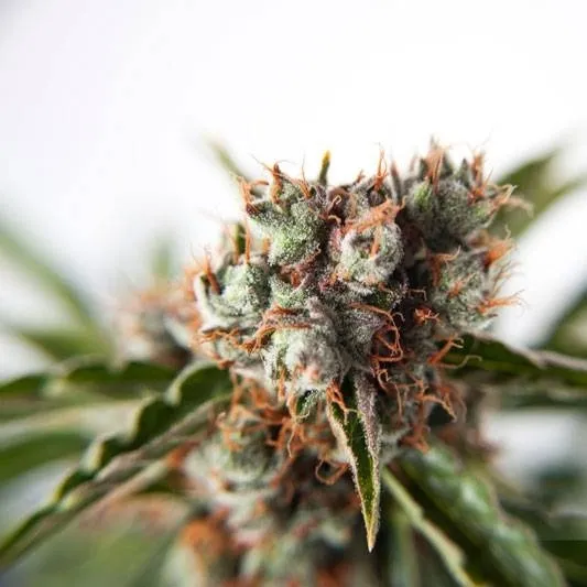 Auto Orange Bud — imagen 3