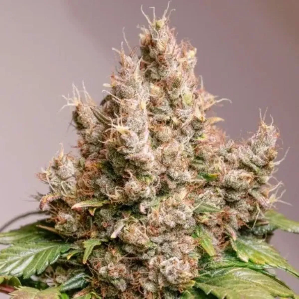 Auto Red Tropicana Cookies — imagen 2