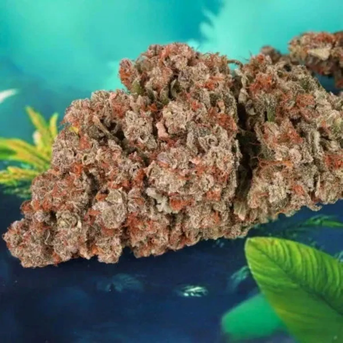 Auto Red Tropicana Cookies — imagen 3