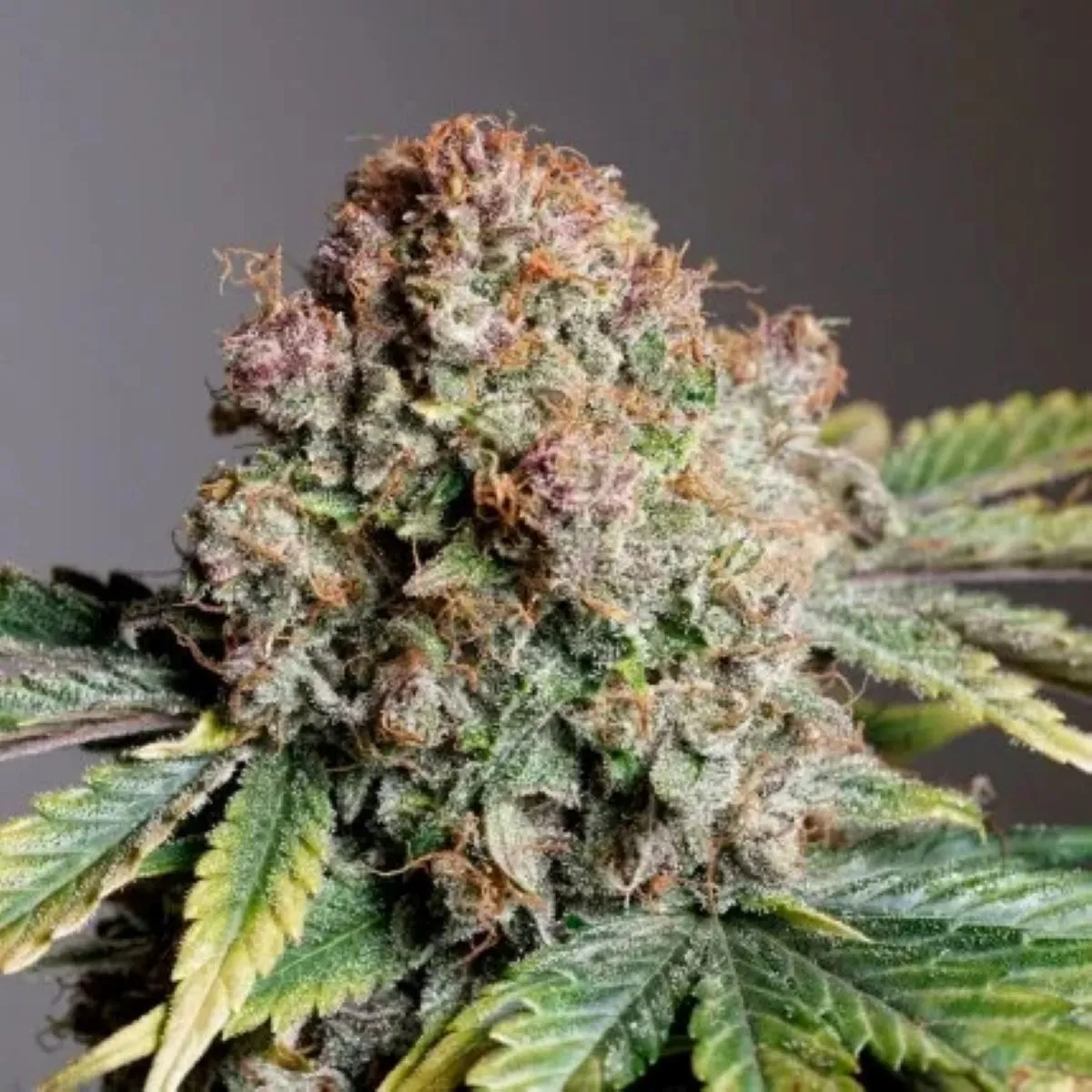 Auto Strawberry Soda — imagen 2