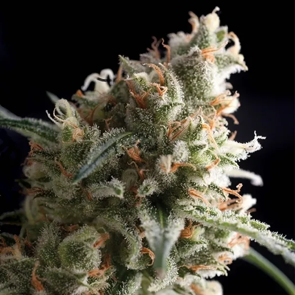 Auto Super Hash — imagen 3