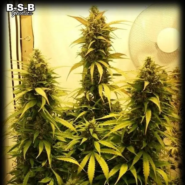 Auto Sweet Tooth — imagen 2