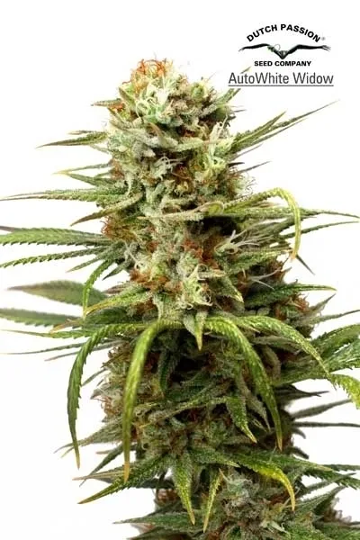 Auto White Widow — imagen 2