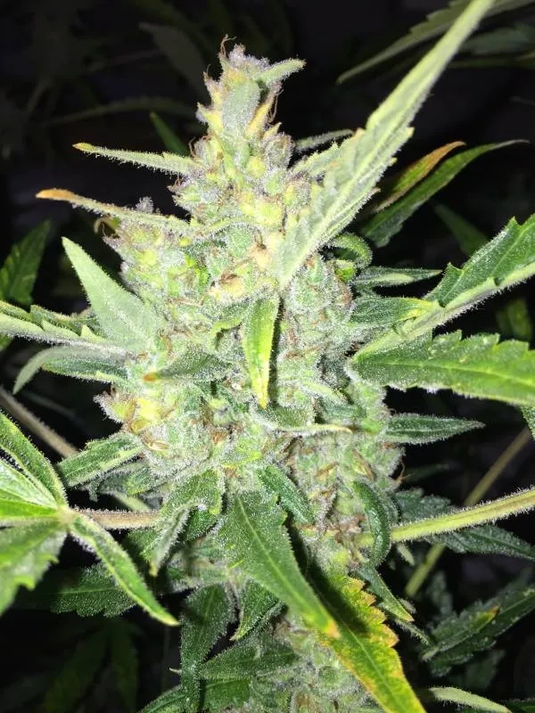 Auto White Widow x Big Bud — imagen 2