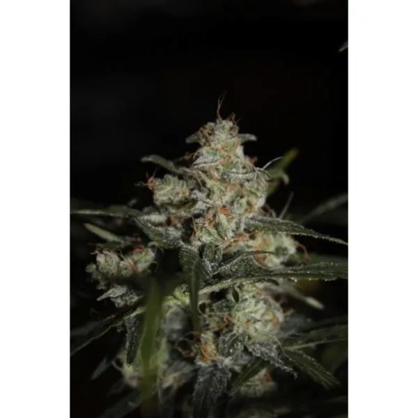 Auto Whiteberry — imagen 2