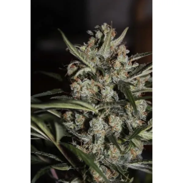 Auto Whiteberry — imagen 3