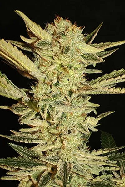 Autoflower Fini — imagen 2