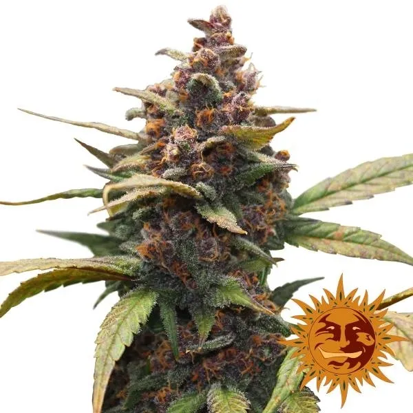 Ayahuasca Purple — imagen 2