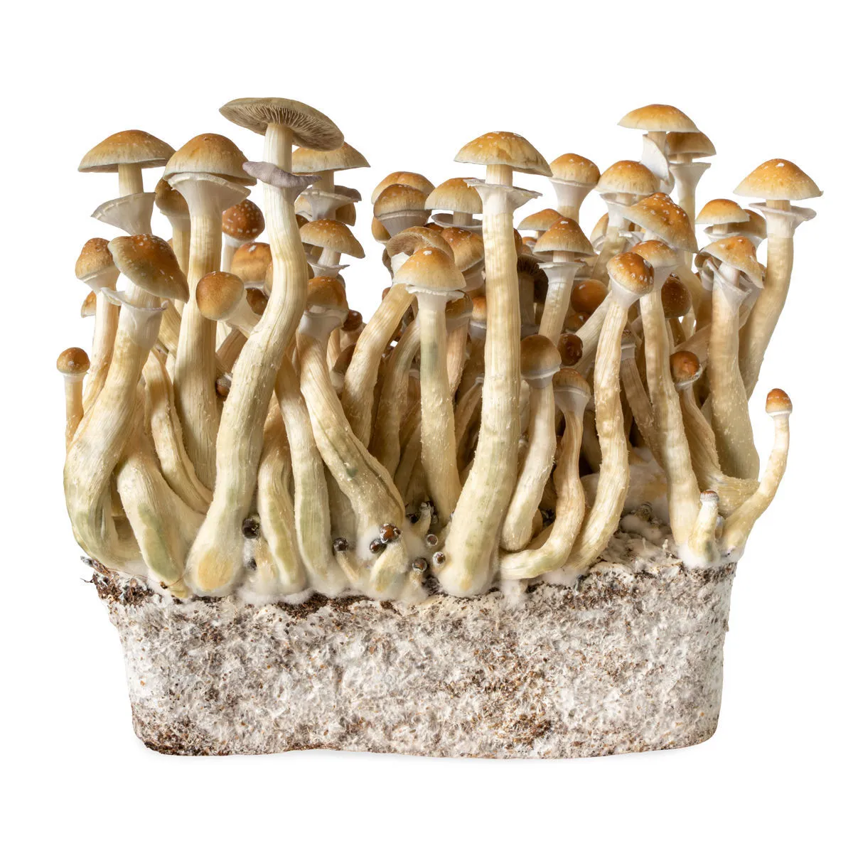 Jeringa de Cultivo Líquido B+ (Acid Shroomz) — imagen 3