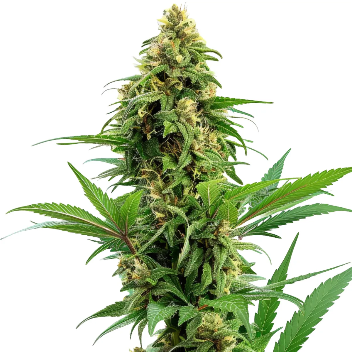 Banana Kush Auto — imagen 2