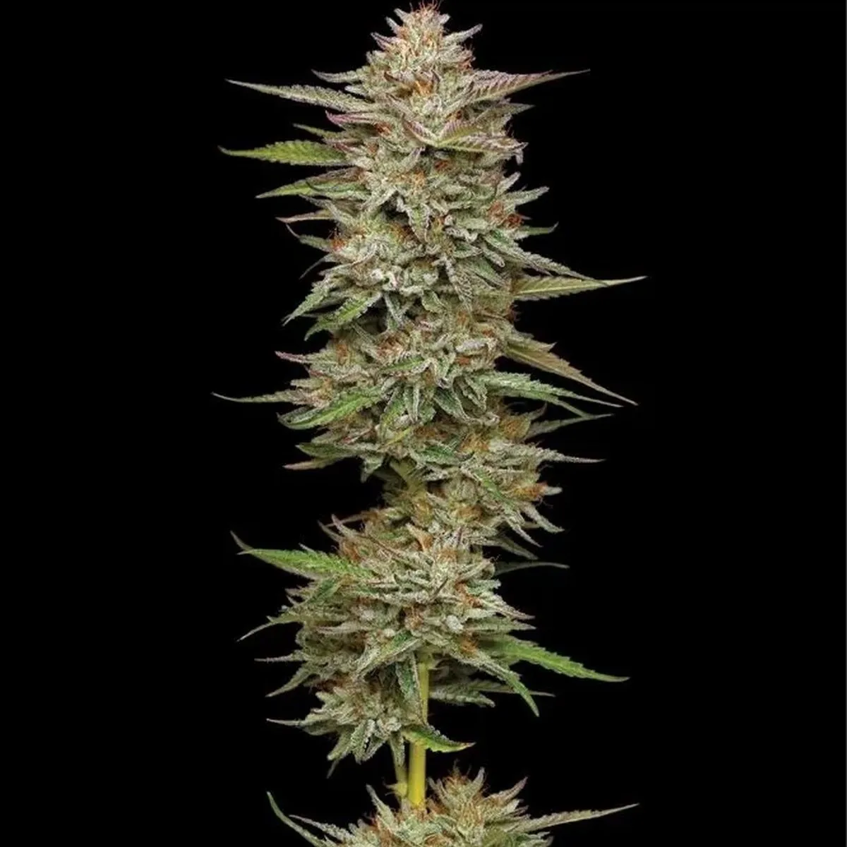 Banana OG — imagen 2