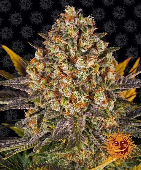 Banana Punch — imagen 2