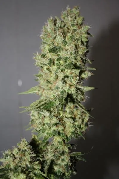 BCN Sour Diesel — imagen 2