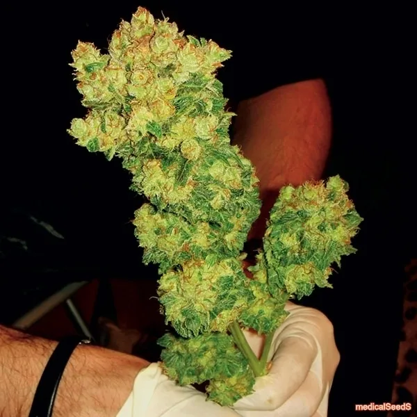 BCN Sour Diesel — imagen 3