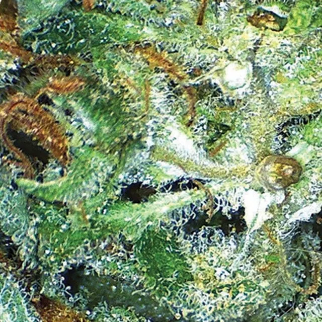 Big Bud — imagen 2
