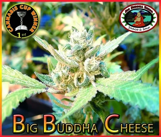 Big Buddha Cheese — imagen 2
