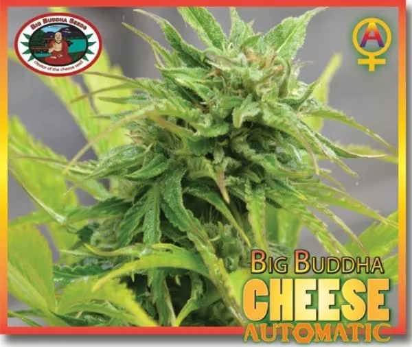 Big Buddha Cheese Autoflower — imagen 2