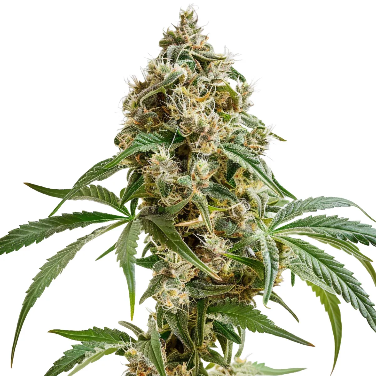 Biscotti Auto — imagen 2
