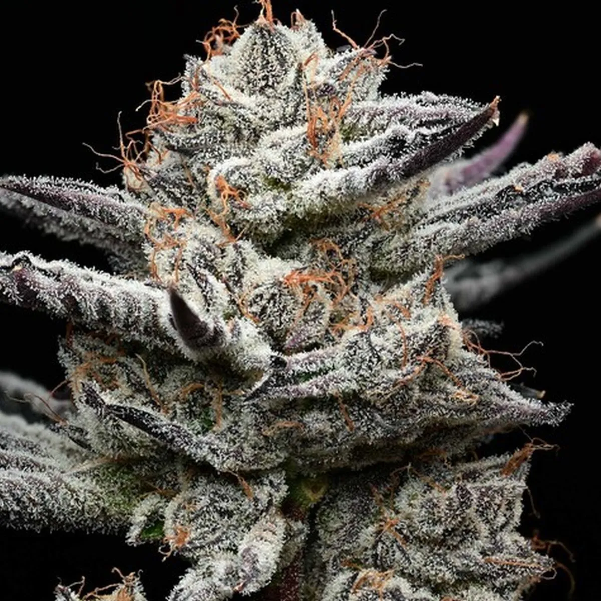 Black Cherry Gushers (Barney's Farm x Backpackboyz) — imagen 2