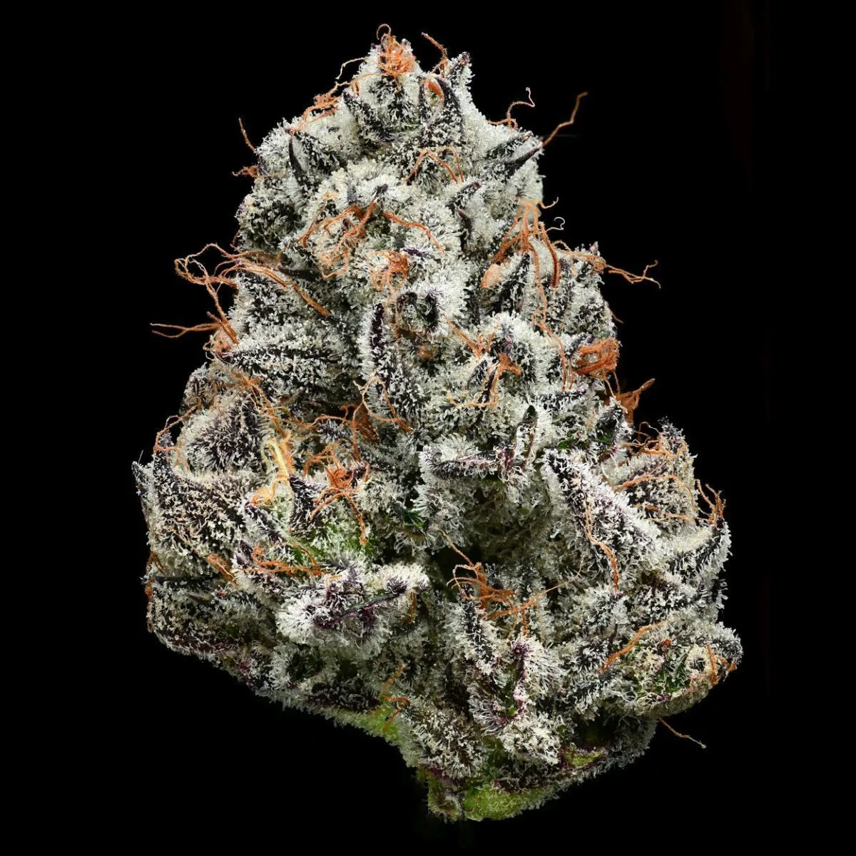Black Cherry Gushers (Barney's Farm x Backpackboyz) — imagen 3