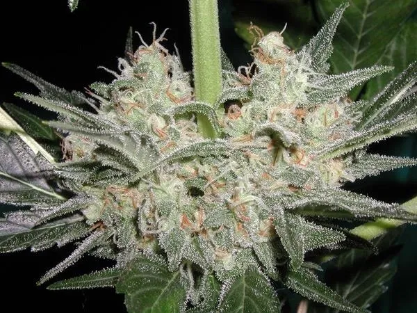 Black Widow — imagen 3