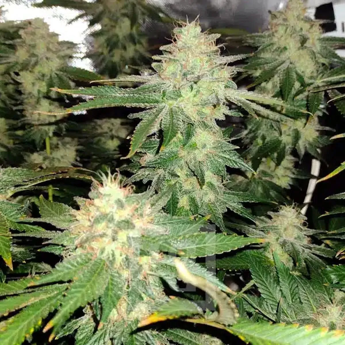 Blackberry Moonrocks — imagen 2