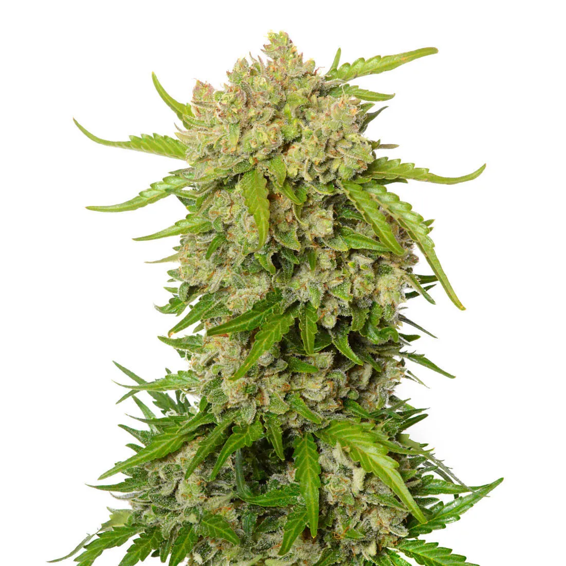 Blue Amnesia Autoflower — imagen 2