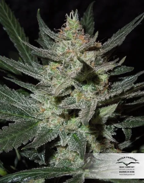 Blue Auto Mazar — imagen 2