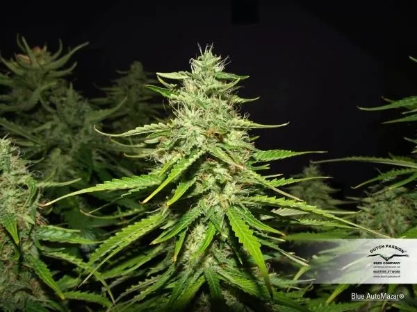 Blue Auto Mazar — imagen 3