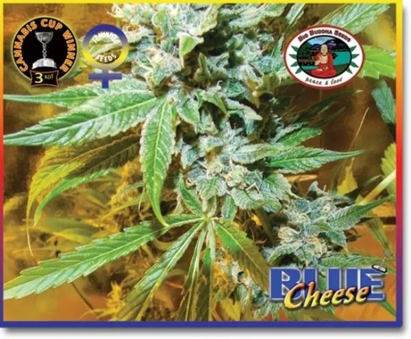 Blue Cheese — imagen 4