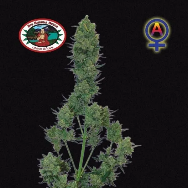 Blue Cheese Autoflower