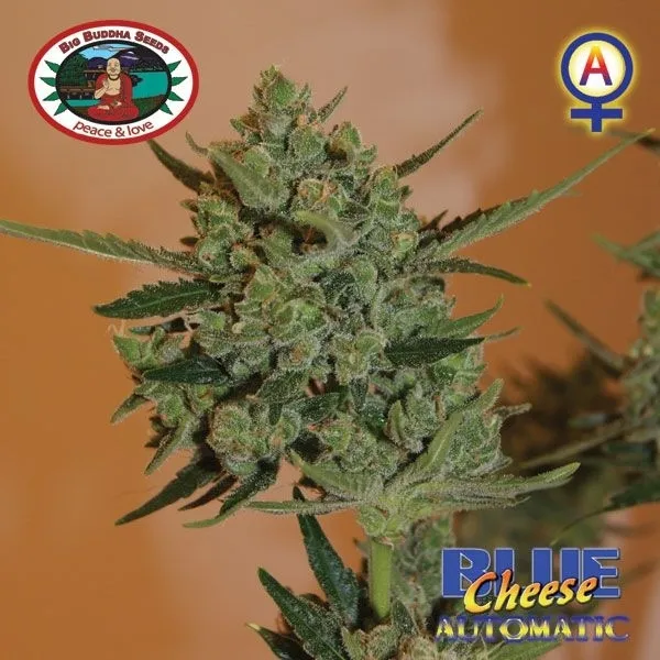 Blue Cheese Autoflower — imagen 2