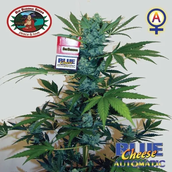 Blue Cheese Autoflower — imagen 3