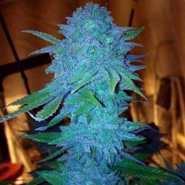 Blue Forest Berry — imagen 2